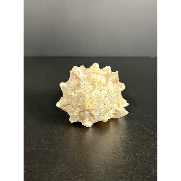 Conch Sea Shell Spiked Murex Seashell Nautical Beach Home Decor White Pink - Picture 4 of 6
